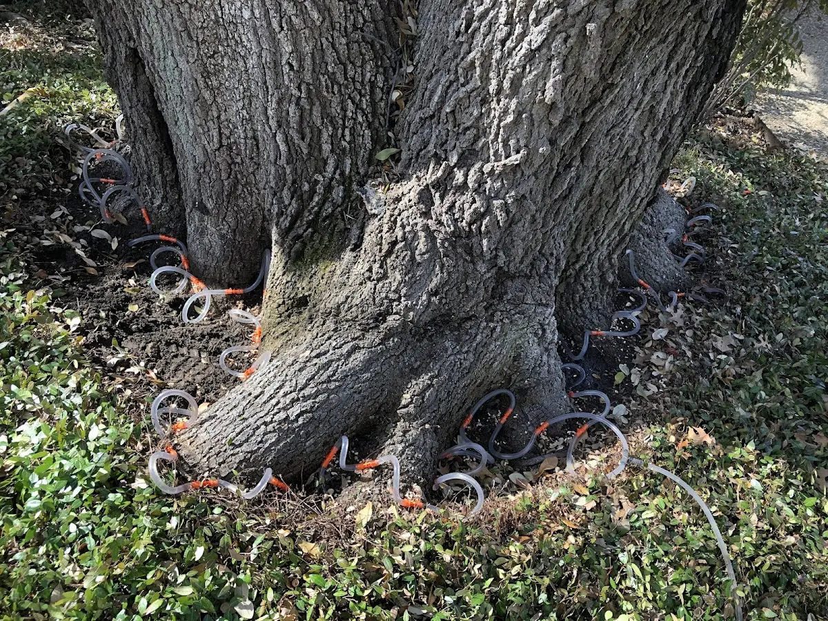 Detailed Tree Cabling and Bracing job site in Mountain Lakes