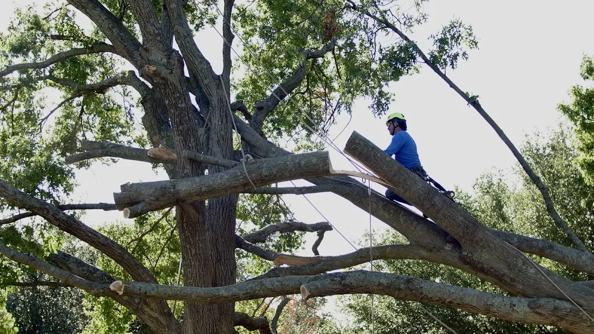 Professional Hazardous Tree Removal performed by certified arborists in Mountain Lakes