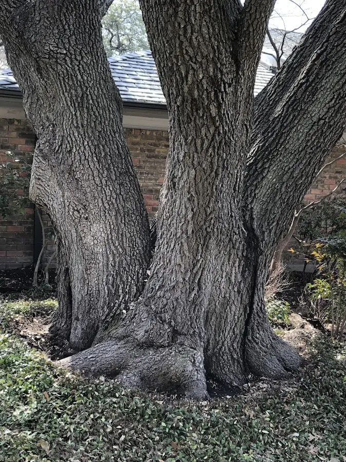 Mature heritage tree close to a Mountain Lakes property cared for by certified arborists