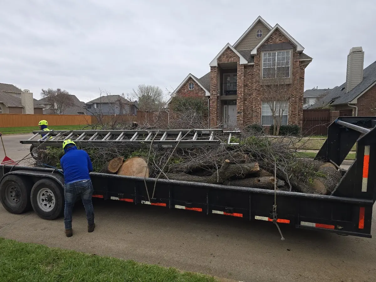 Expert Tree Removal with proper safety equipment in Mountain Lakes